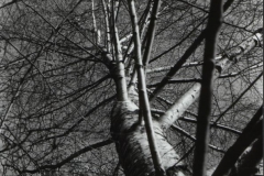 79_10_birke_im_garten