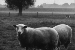 82_09_thiebrink