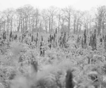 70 Minuten + 50mm = 50 Fotos in sw