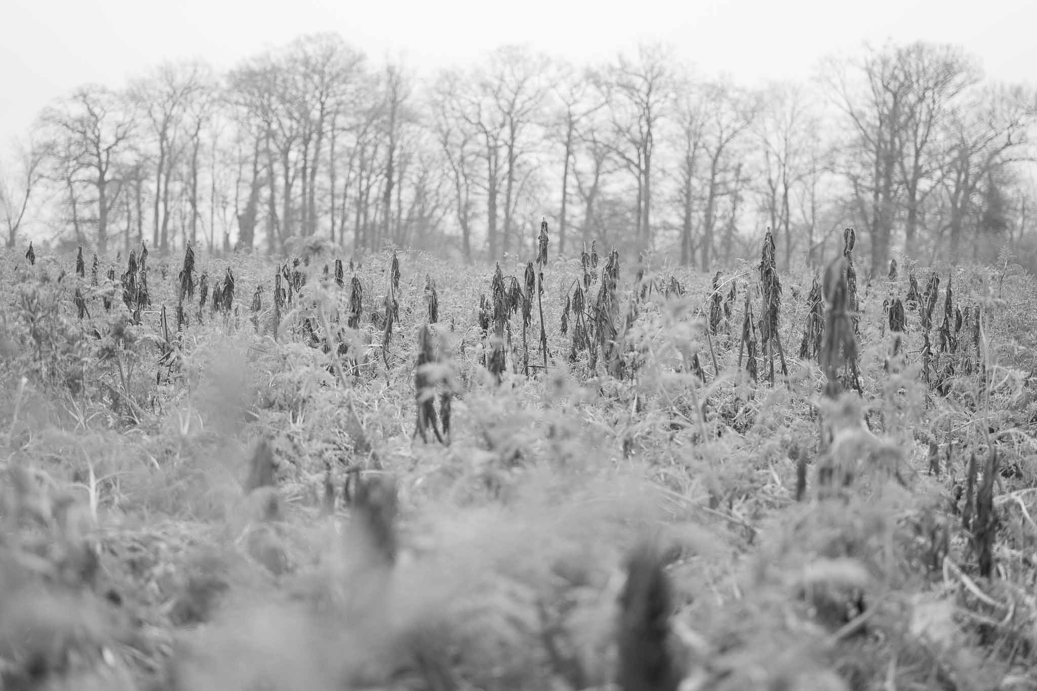 70 Minuten + 50mm = 50 Fotos in sw